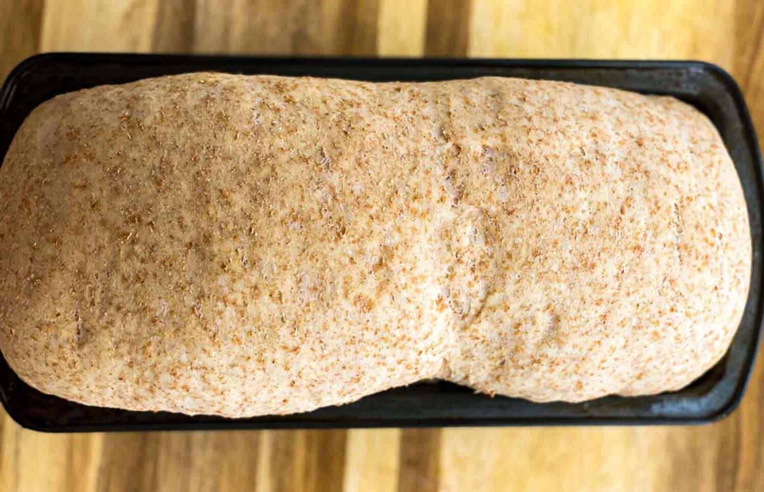 The dough for sandwich bread has tripled the size