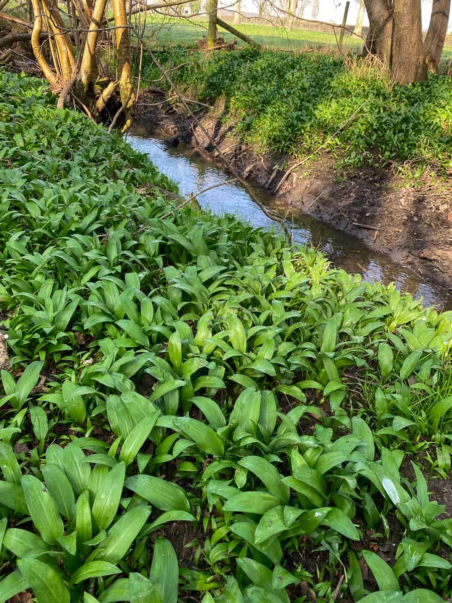 wild garlic patch