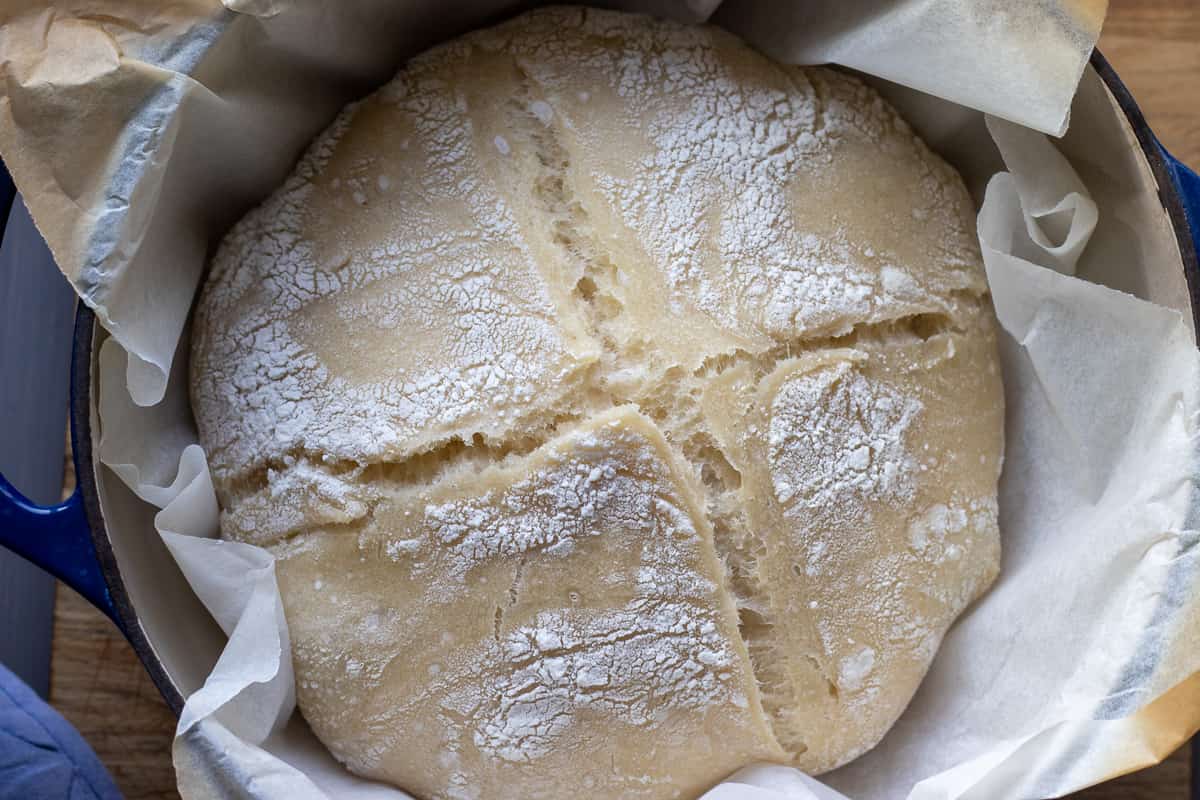 sourdough loaf has risen after baking in a dutch oven with the lid on